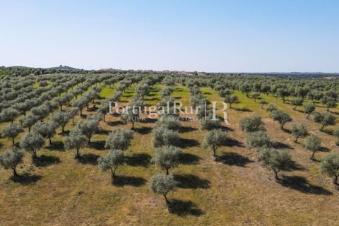 Landejendom i Avis, Portalegre, Avis - € 330.000 | Ref: 1119-3 - foto 4