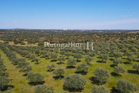 Landejendom i Avis, Portalegre, Avis - € 330.000 | Ref: 1119-3 - foto 5