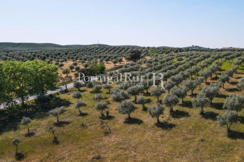 Landejendom i Avis, Portalegre, Avis - € 330.000 | Ref: 1119-3 - foto 10
