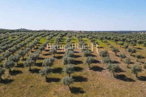 Landejendom i Avis, Portalegre, Avis - € 330.000 | Ref: 1119-3 - foto 11