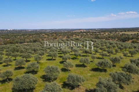 Landejendom i Avis, Portalegre, Avis - € 330.000 | Ref: 1119-3 - foto 12
