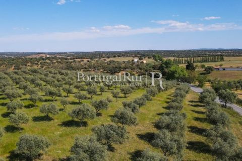 Landejendom i Avis, Portalegre, Avis - € 330.000 | Ref: 1119-3 - foto 13