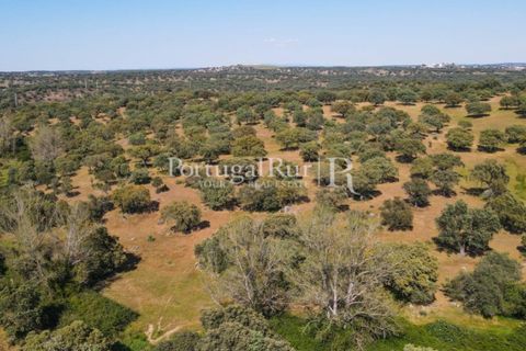 Landejendom i Avis, Portalegre, Avis - € 330.000 | Ref: 1119-3 - foto 24