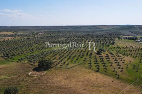 Landejendom i Avis, Portalegre, Avis - € 330.000 | Ref: 1119-3 - foto 32