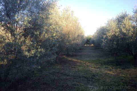 Helårsgrund i Viseu, Viseu, Viseu - € 75.000 | Ref: LMG_3806 - N - foto 7