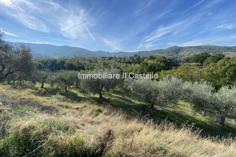 Terra a Paciano, Perugia, Paciano - € 35.000 | Ref: TE70 - foto 3