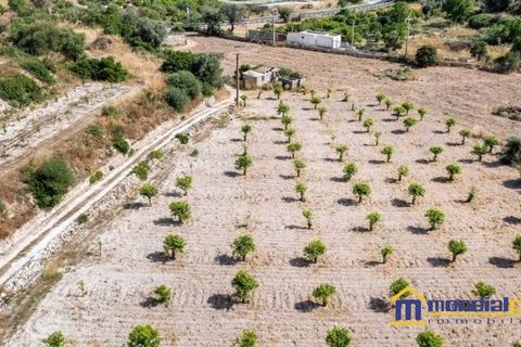 Helårsgrund i Avola, Siracusa, Avola - € 200.000 | Ref: SQO-1489 - foto 3
