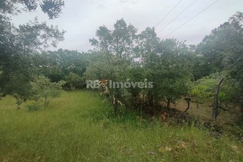 Helårsgrund i Tomar, Santarem, Tomar - € 32.500 | Ref: 00914-23 - foto 5