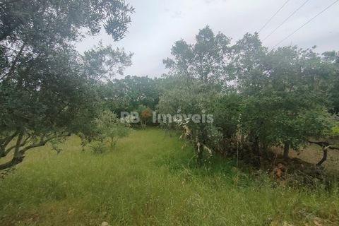 Helårsgrund i Tomar, Santarem, Tomar - € 32.500 | Ref: 00914-23 - foto 7