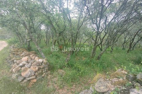 Helårsgrund i Tomar, Santarem, Tomar - € 32.500 | Ref: 00914-23 - foto 9