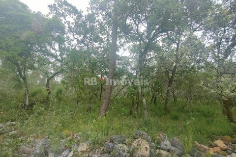 Helårsgrund i Tomar, Santarem, Tomar - € 32.500 | Ref: 00914-23 - foto 3