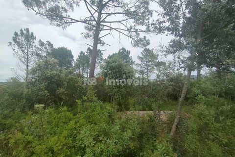 Helårsgrund i Tomar, Santarem, Tomar - € 32.500 | Ref: 00914-23 - foto 4