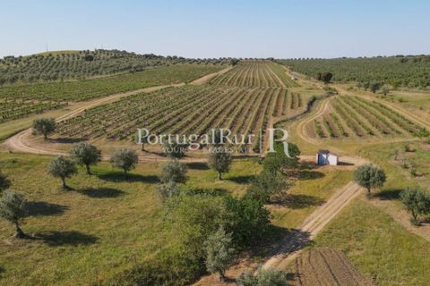 Landejendom i Avis, Portalegre, Avis - € 1.350.000 | Ref: 1010-3 - foto 5