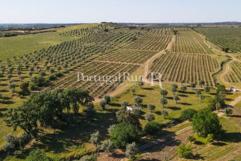 Landejendom i Avis, Portalegre, Avis - € 1.350.000 | Ref: 1010-3 - foto 6
