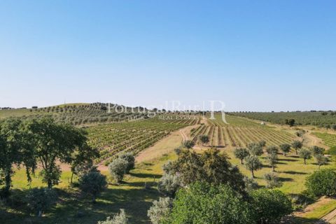 Landejendom i Avis, Portalegre, Avis - € 1.350.000 | Ref: 1010-3 - foto 7