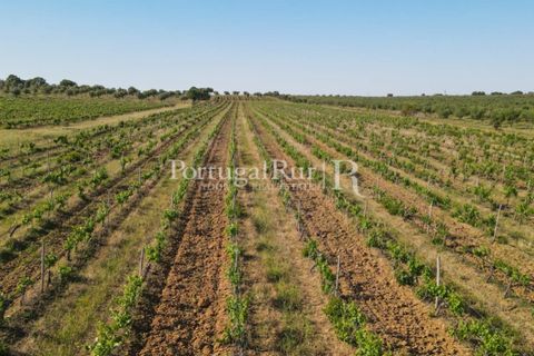 Landejendom i Avis, Portalegre, Avis - € 1.350.000 | Ref: 1010-3 - foto 8