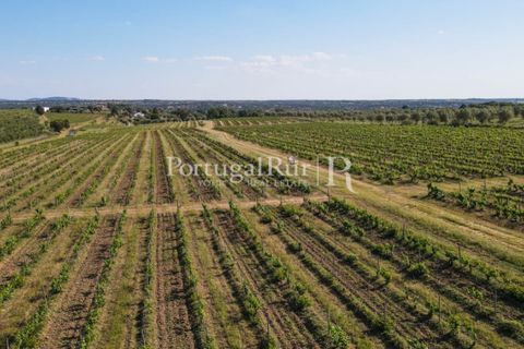Landejendom i Avis, Portalegre, Avis - € 1.350.000 | Ref: 1010-3 - foto 9