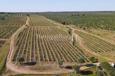 Landejendom i Avis, Portalegre, Avis - € 1.350.000 | Ref: 1010-3 - foto 12