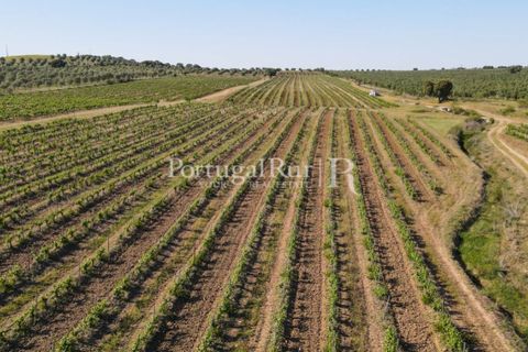 Landejendom i Avis, Portalegre, Avis - € 1.350.000 | Ref: 1010-3 - foto 24