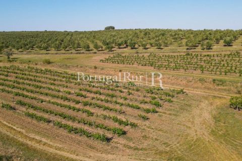 Landejendom i Avis, Portalegre, Avis - € 1.350.000 | Ref: 1010-3 - foto 25
