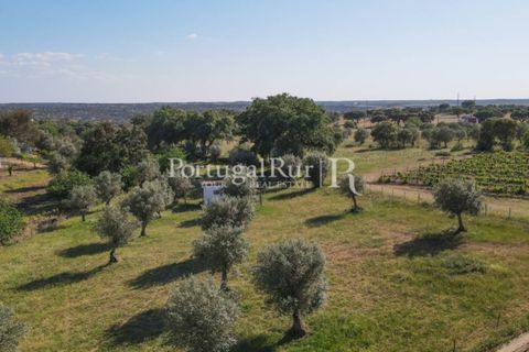 Landejendom i Avis, Portalegre, Avis - € 1.350.000 | Ref: 1010-3 - foto 27