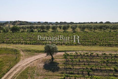 Landejendom i Avis, Portalegre, Avis - € 1.350.000 | Ref: 1010-3 - foto 28