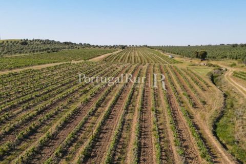 Landejendom i Avis, Portalegre, Avis - € 1.350.000 | Ref: 1010-3 - foto 29