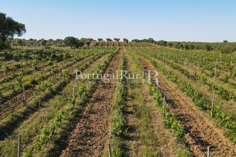 Landejendom i Avis, Portalegre, Avis - € 1.350.000 | Ref: 1010-3 - foto 30