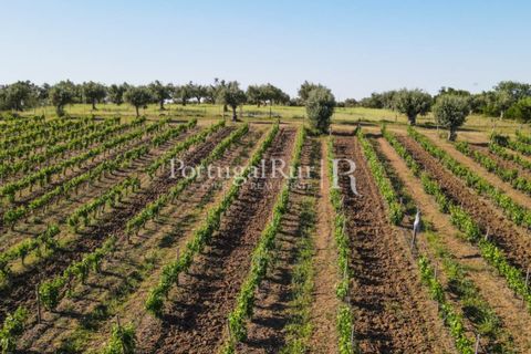Landejendom i Avis, Portalegre, Avis - € 1.350.000 | Ref: 1010-3 - foto 31