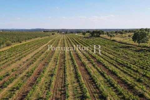 Landejendom i Avis, Portalegre, Avis - € 1.350.000 | Ref: 1010-3 - foto 32