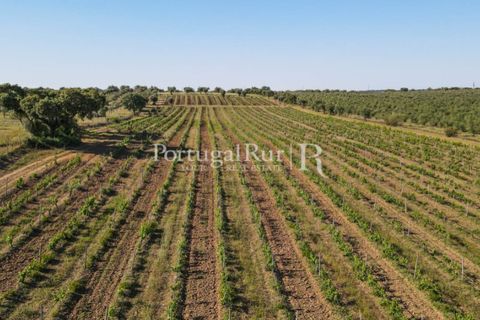 Landejendom i Avis, Portalegre, Avis - € 1.350.000 | Ref: 1010-3 - foto 33