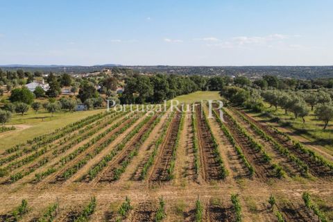 Landejendom i Avis, Portalegre, Avis - € 1.350.000 | Ref: 1010-3 - foto 34