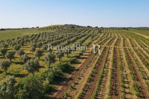 Landejendom i Avis, Portalegre, Avis - € 1.350.000 | Ref: 1010-3 - foto 35