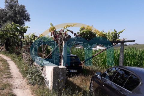 Terra a Cristelo, Braga, Cristelo - € 55.000 | Ref: REF AM 755 - foto 3
