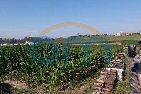 Terra a Cristelo, Braga, Cristelo - € 55.000 | Ref: REF AM 755 - foto 4
