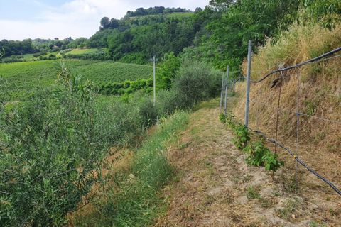 Erhvervsejendom i Roncofreddo, Forli-Cesena, Roncofreddo - € 570.000 | Ref: 2053 - foto 3