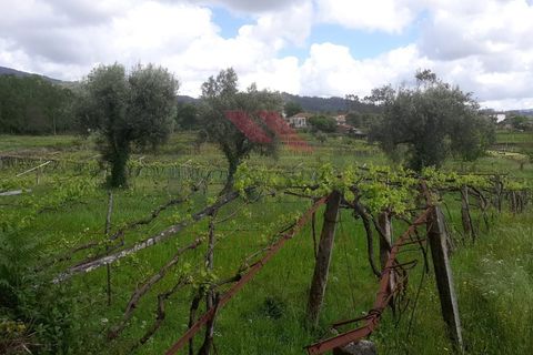 Helårsgrund i Ponte de Lima, Viana do Castelo, Ponte de Lima - € 14.000 | Ref: PTL-1112-TP-0523 - foto 4
