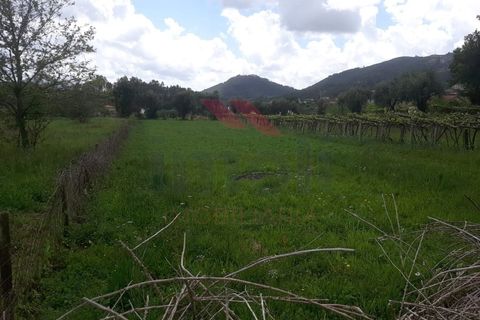 Helårsgrund i Ponte de Lima, Viana do Castelo, Ponte de Lima - € 14.000 | Ref: PTL-1112-TP-0523 - foto 5