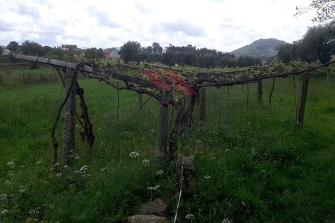 Helårsgrund i Ponte de Lima, Viana do Castelo, Ponte de Lima - € 14.000 | Ref: PTL-1112-TP-0523 - foto 6