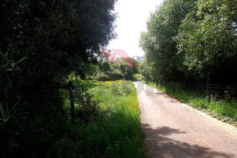 Helårsgrund i Ponte de Lima, Viana do Castelo, Ponte de Lima - € 28.500 | Ref: PTL-1113-TP-0523 - foto 7