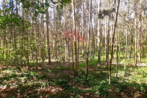 Helårsgrund i Ponte de Lima, Viana do Castelo, Ponte de Lima - € 27.000 | Ref: PTL-1111-DS-0423 - foto 2