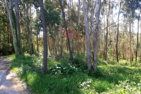 Helårsgrund i Ponte de Lima, Viana do Castelo, Ponte de Lima - € 27.000 | Ref: PTL-1111-DS-0423 - foto 4