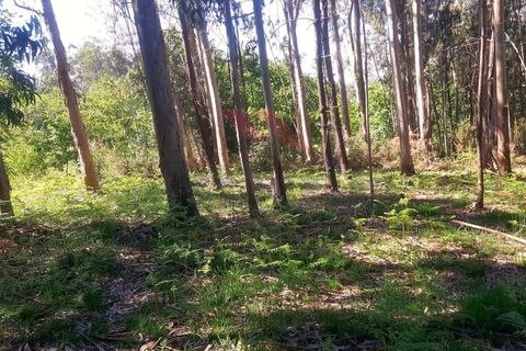 Helårsgrund i Ponte de Lima, Viana do Castelo, Ponte de Lima - € 27.000 | Ref: PTL-1111-DS-0423 - foto 5