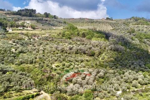 Terra a Dolceacqua, Imperia, Dolceacqua - € 200.000 | Ref: T177 - foto 17