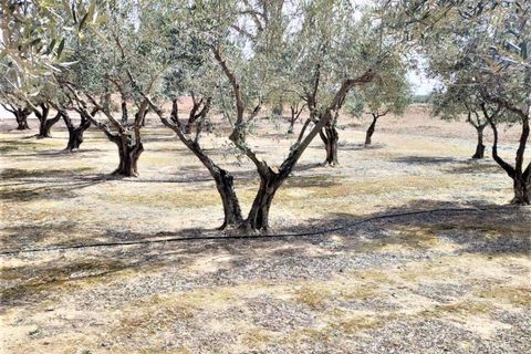 Grundstück in Caudete, Albacete - Foto 5