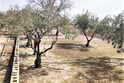 Helårsgrund i Caudete, Albacete, Caudete - € 38.000 | Ref: ALB0002 - foto 7