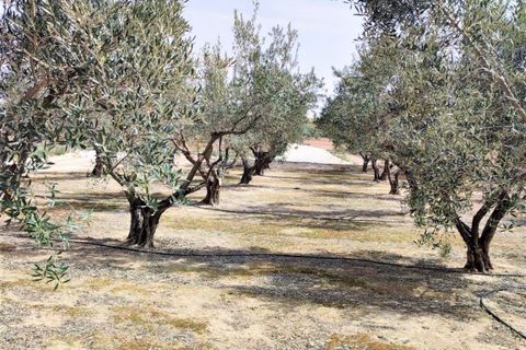 Helårsgrund i Caudete, Albacete, Caudete - € 38.000 | Ref: ALB0002 - foto 8