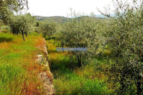 Terra a Sabrosa, Vila Real, Sabrosa - € 99.000 | Ref: 9267_T - foto 2