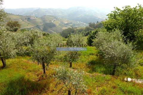 Terra a Sabrosa, Vila Real, Sabrosa - € 99.000 | Ref: 9267_T - foto 3