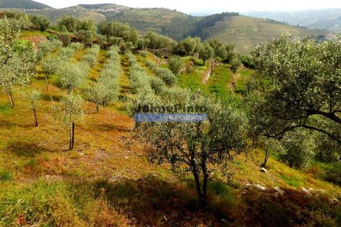 Terra a Sabrosa, Vila Real, Sabrosa - € 99.000 | Ref: 9267_T - foto 5